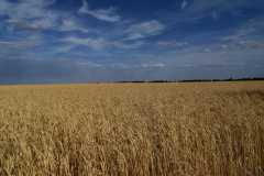 Природа-Волгоградской-области-2